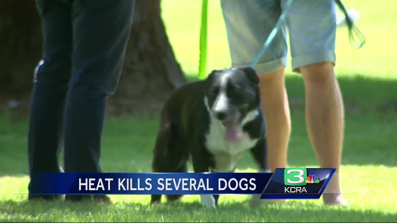 If you’re feeling the heat, so are your pets