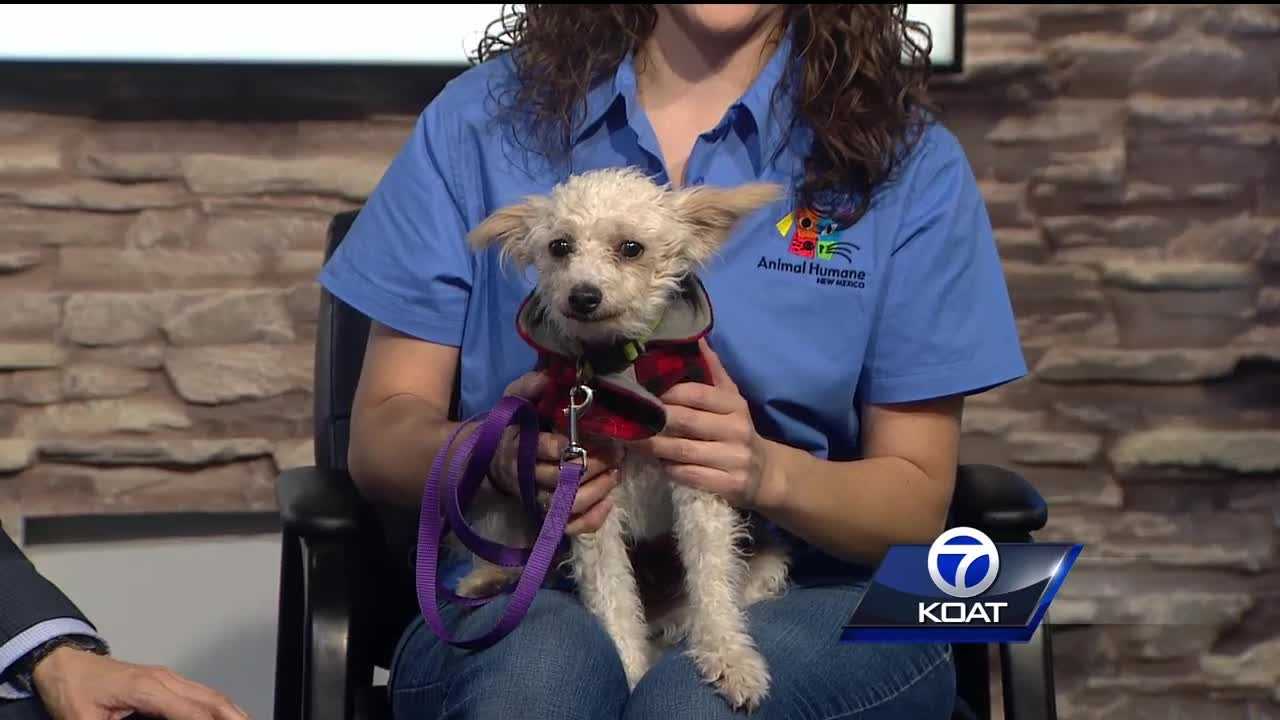 Pet of the week: Josephine