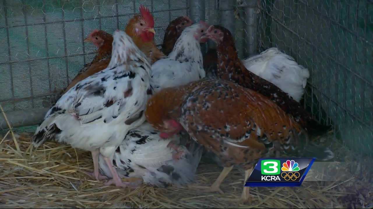360 birds rescued from Nevada County business