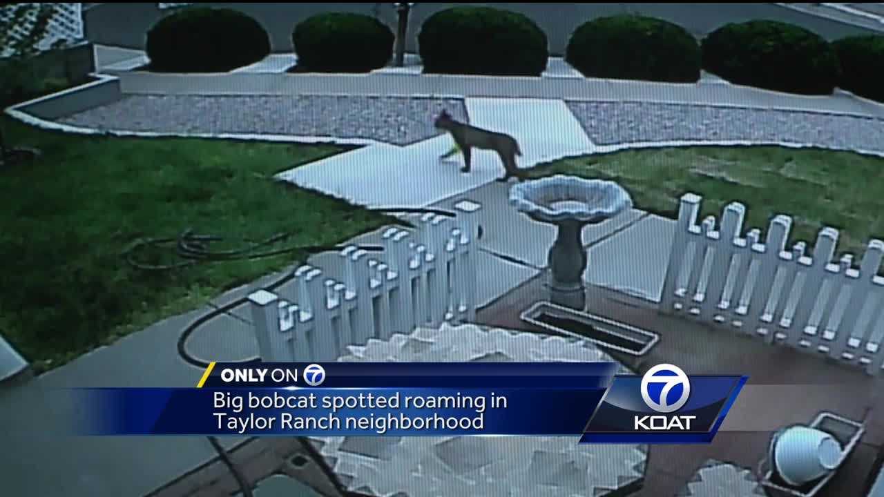 Must watch: Neighborhood cat chases off roaming bobcat