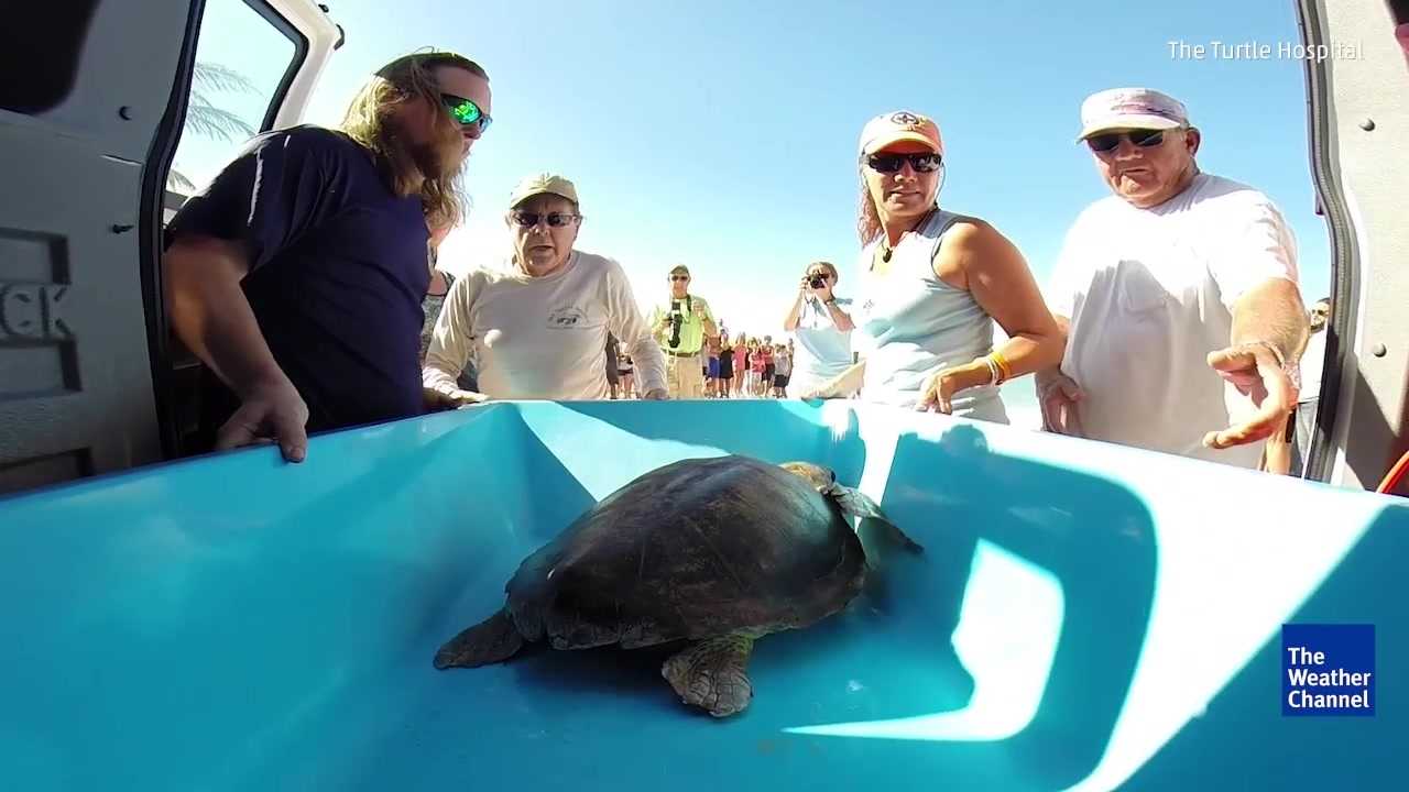 ​Just keep swimming: Sea turtle released back into the waves