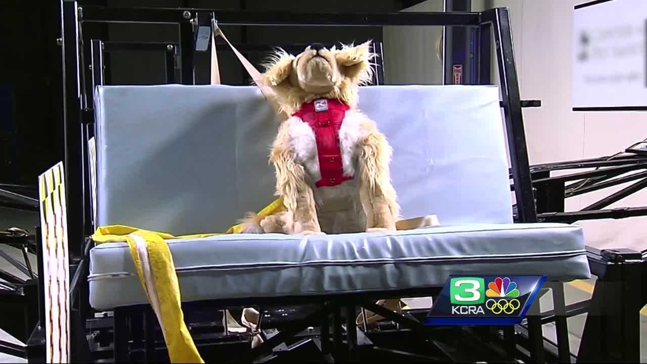Consumer Reports: driving with pets