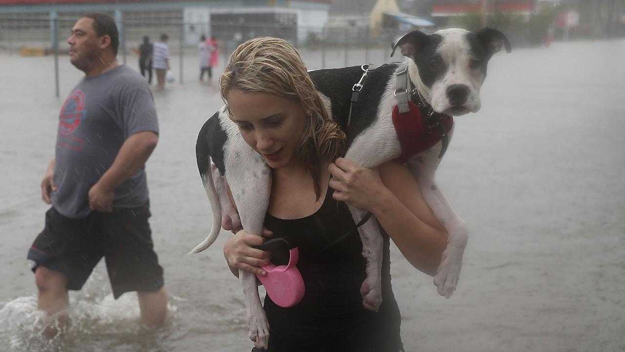 People rescue pets from Tropical Storm Harvey flooding