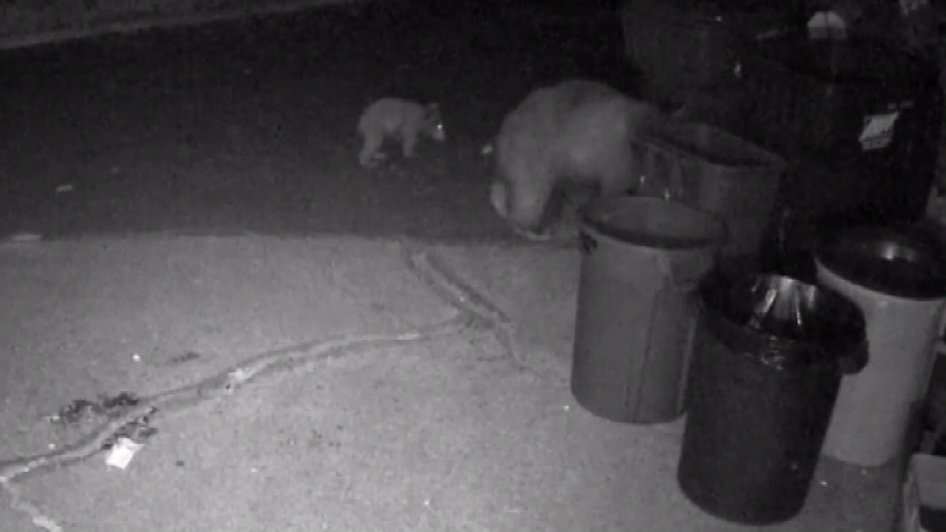 Coyote battles mama bear for trash can meal