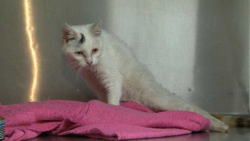 6-month-old kitten left unable to walk after pellet gun attack