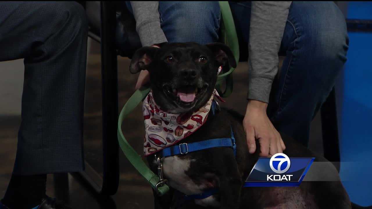 Pet of the week: Noche