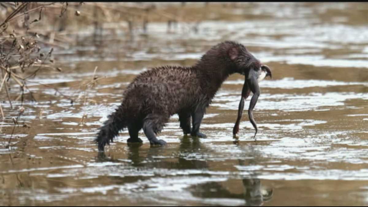 Wild Moments Pa. river otters enjoy swimming even in winter!