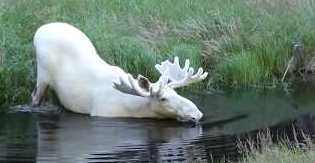 Wow! Rare white moose spotted taking a dip in lake