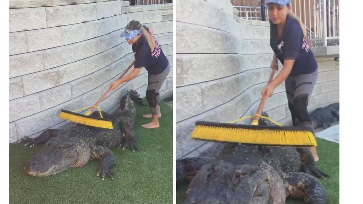 Image result for Caretaker scrubs giant alligator's back with push broom