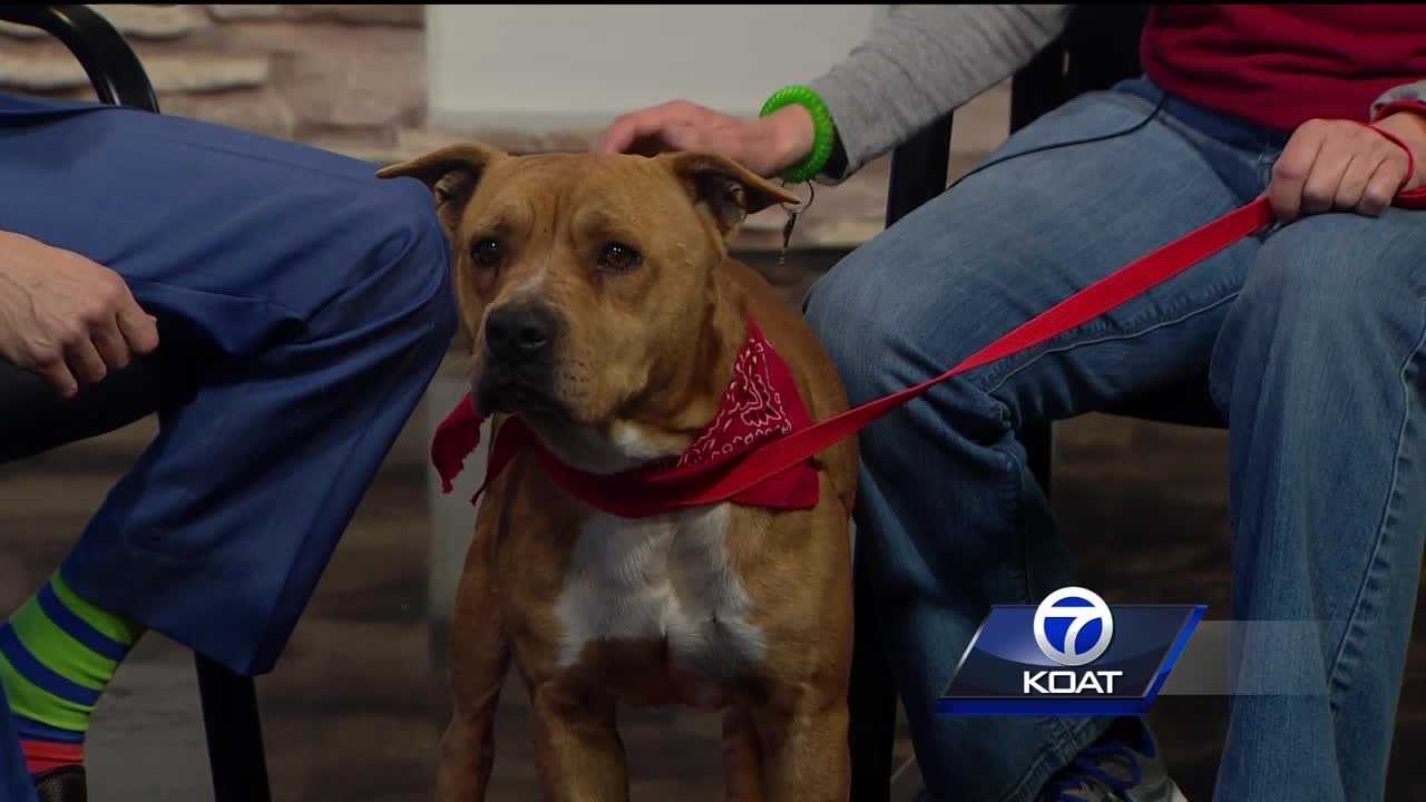 Pet of the week: Jake