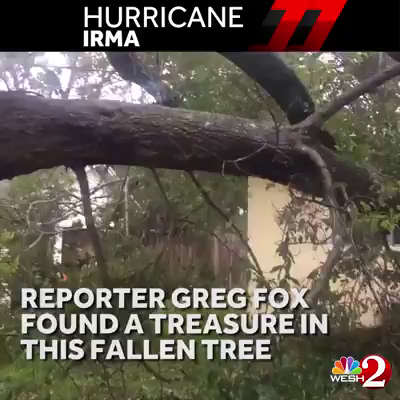 Reporter saves baby squirrel from fallen tree