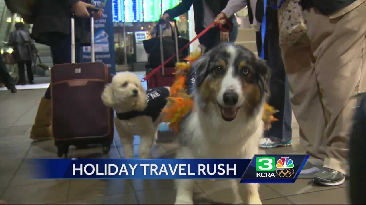 Therapy dogs lend their paws to travelers at Sacramento airport