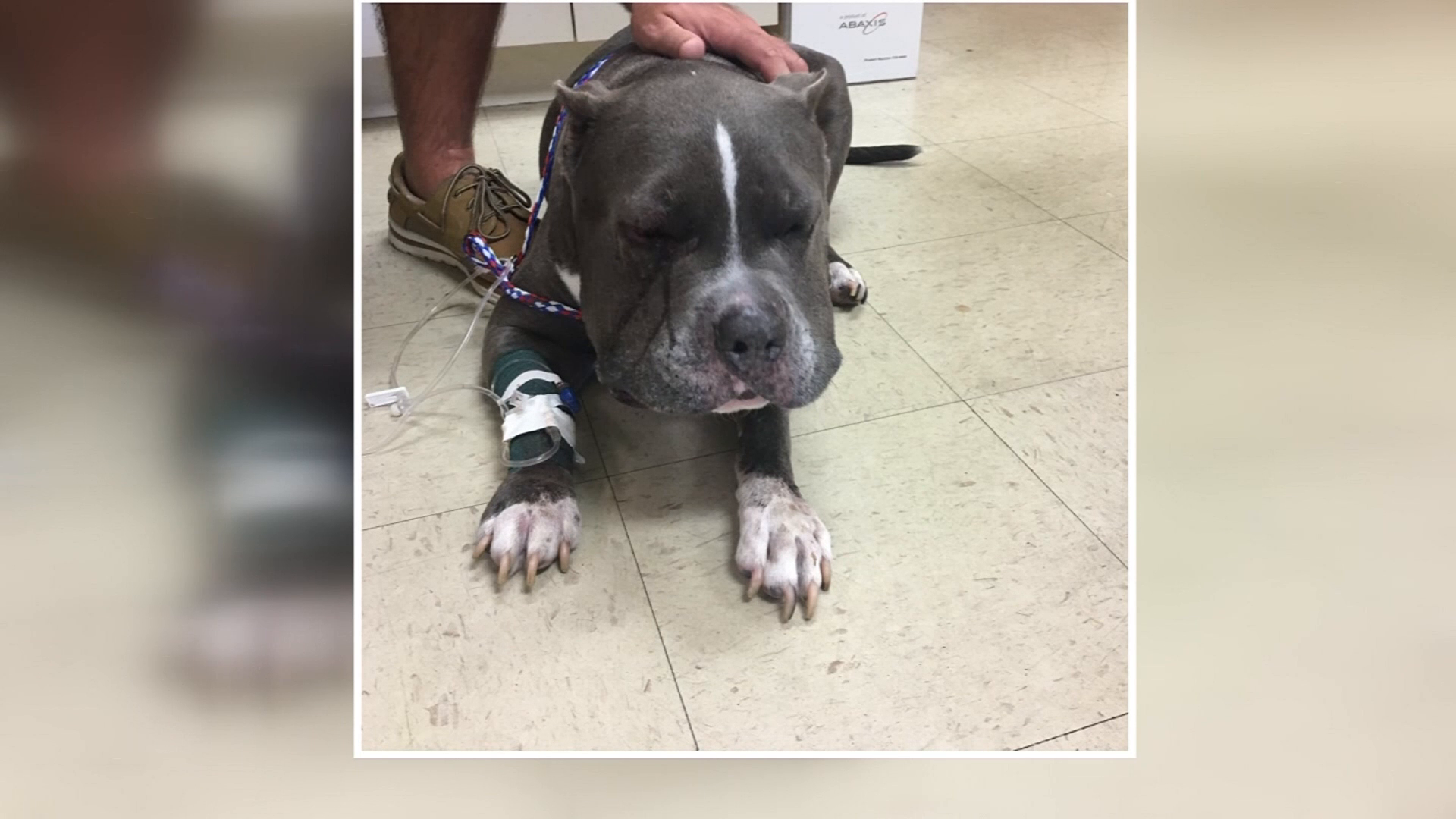 Courageous dog takes snakebite to protect owner