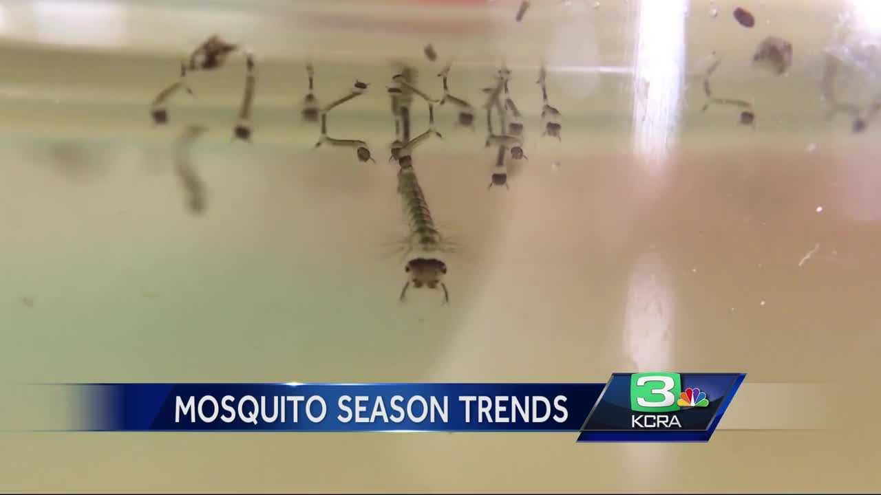 Summer means mosquitoes, so where are the bugs?