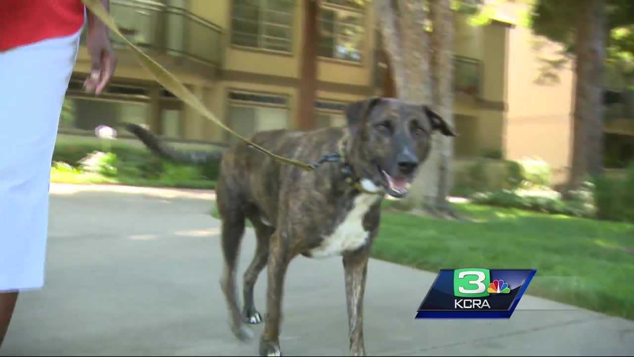 Who let the dogs out? This app connects you with dog walkers