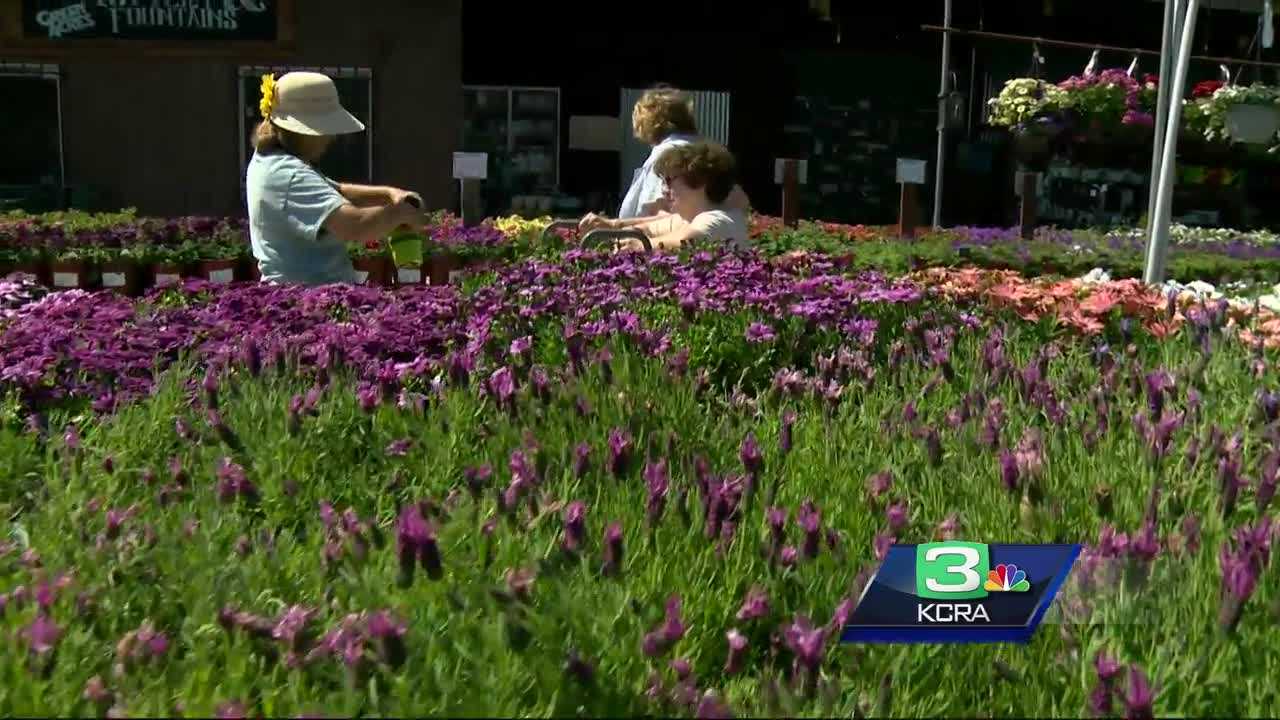 Forget the green thumb; Social media can help your garden grow
