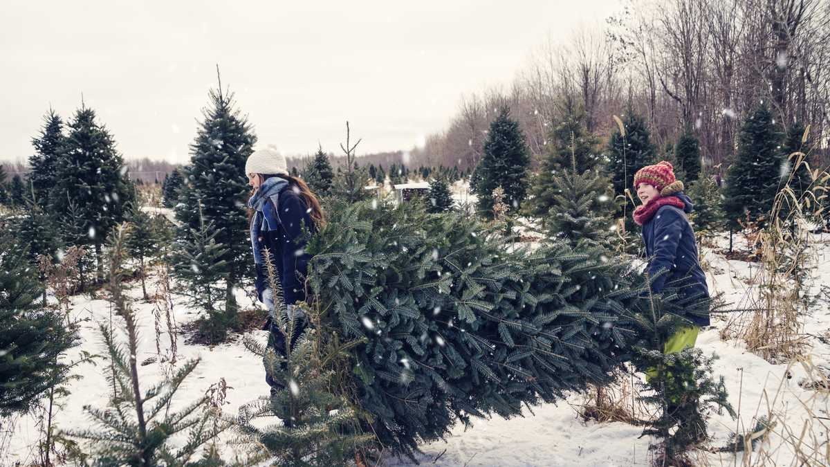 what to do with your christmas tree after the holidays what to do with your christmas tree after the holidays