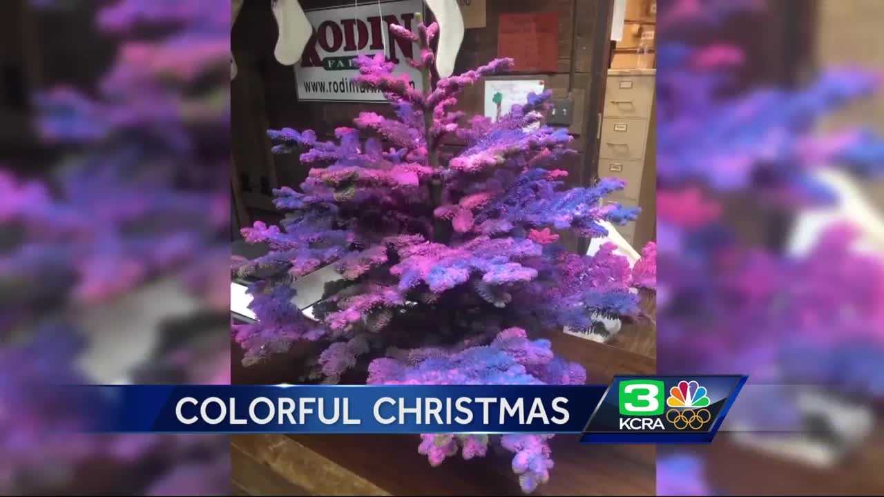 Want a colorful Christmas tree? This Modesto farm has them