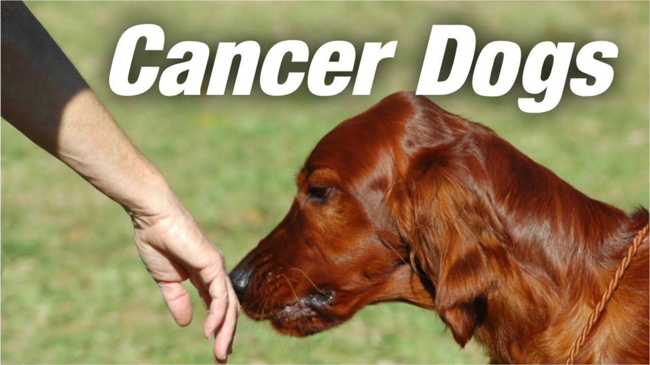 Dogs are being trained to sniff out cancer in urine samples