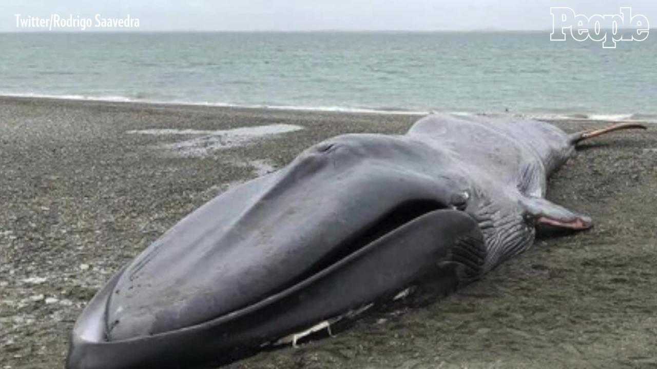 People carved graffiti into this beached whale and took photos on its carcass