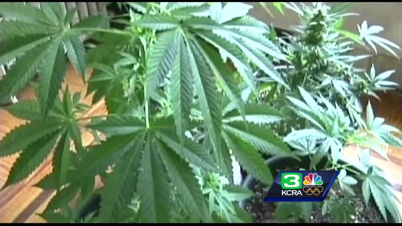 Oakdale considers lifting ban on marijuana shops