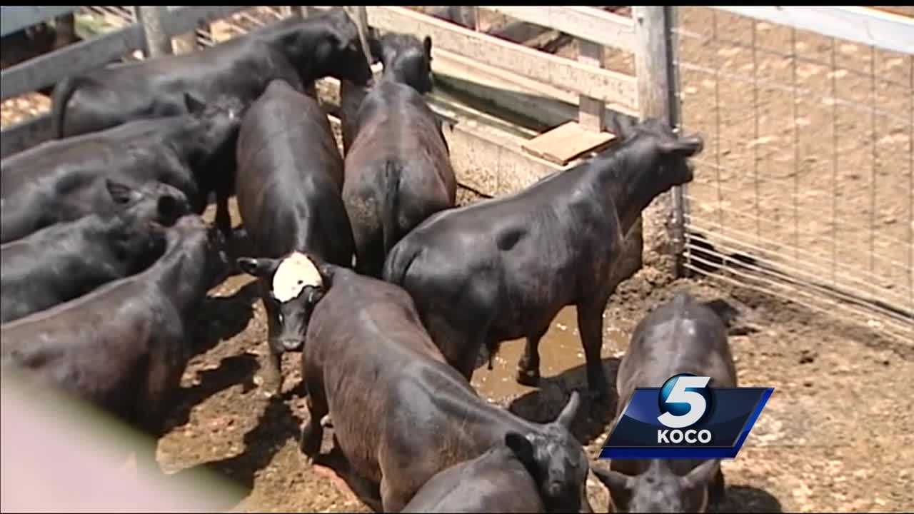 Driver stranded in Oklahoma after truck carrying 62 heads of cattle was stolen