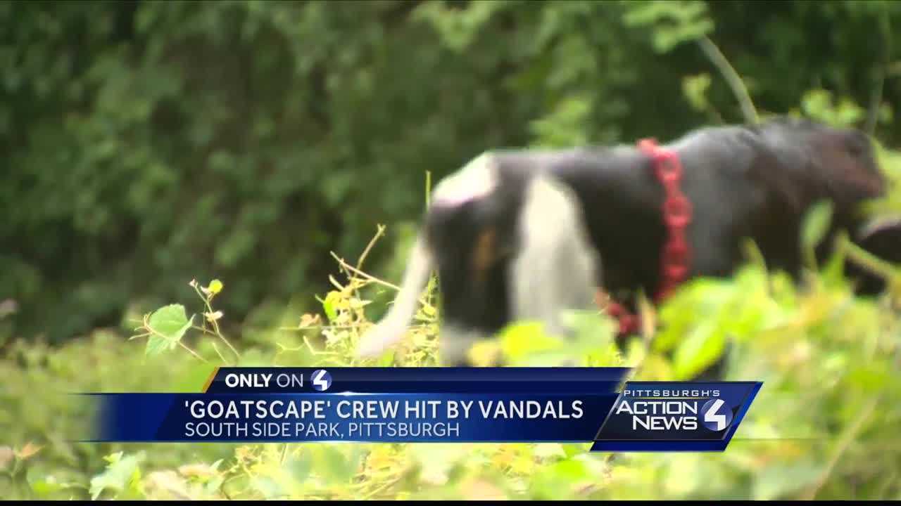 'Goatscaping' crew targeted by vandals