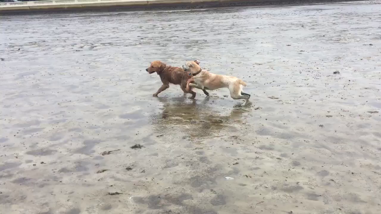 Dogs run in drained Tampa bay after water sucked into Irma