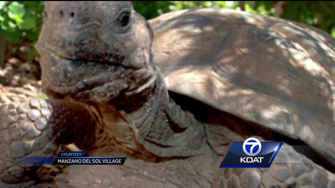 Diablo, the tortoise has been found
