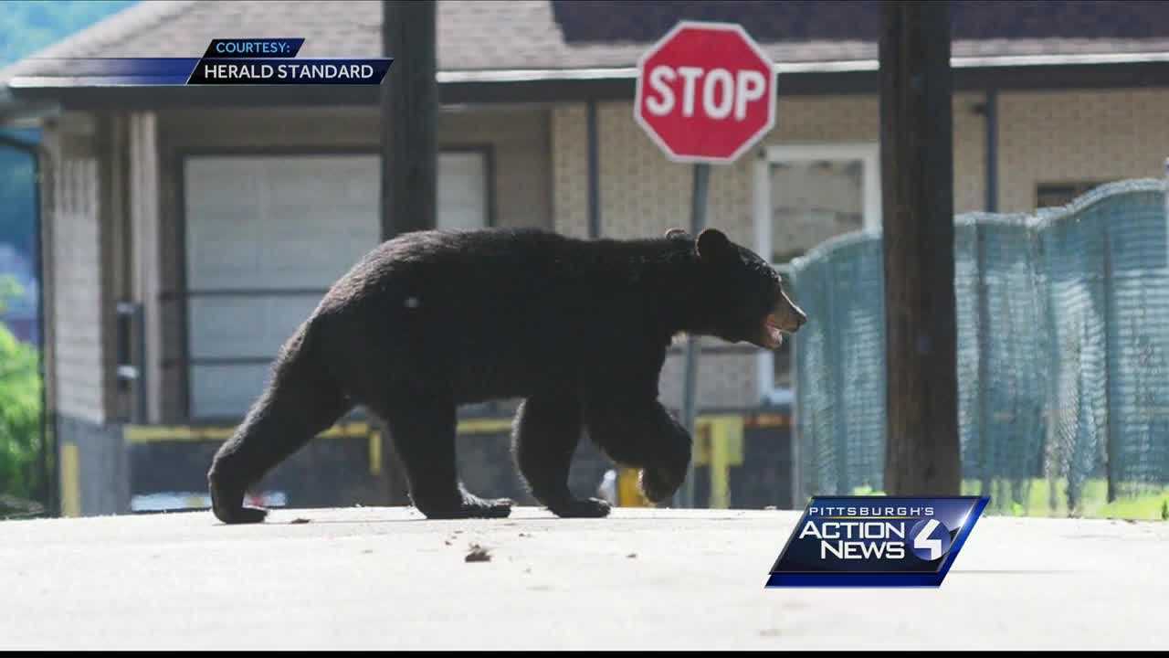 Bear captured in local community