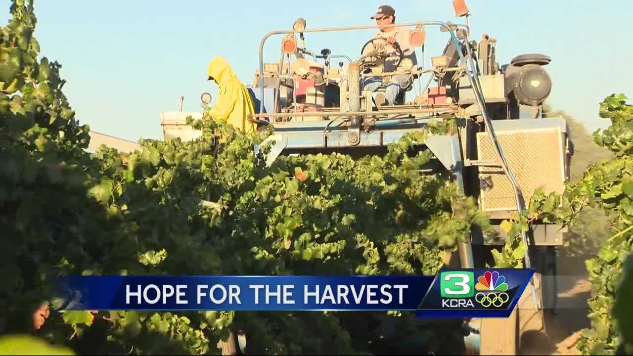 Growers begin harvesting grapes in San Joaquin County