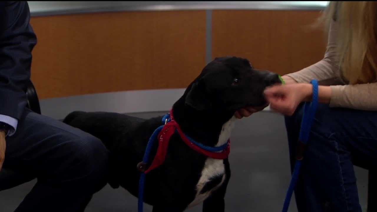 Pet of the week: Smokey