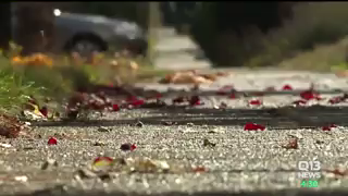 Man sues USPS for not delivering mail to his house because of his dog