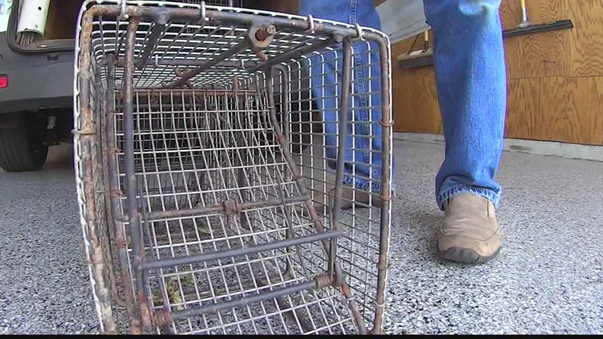 Community looking to trap coyotes