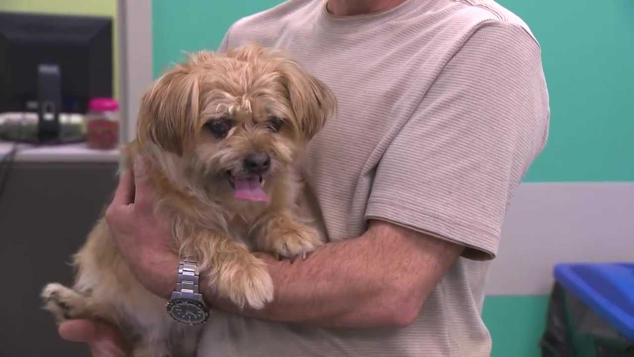 Miracle pets swim to safety after fatal SUV plunge into Ohio River in Pittsburgh