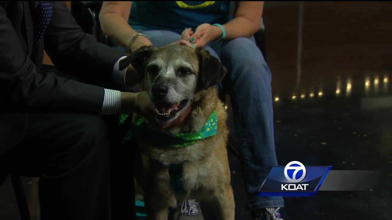 Pet of the week: Tapioca