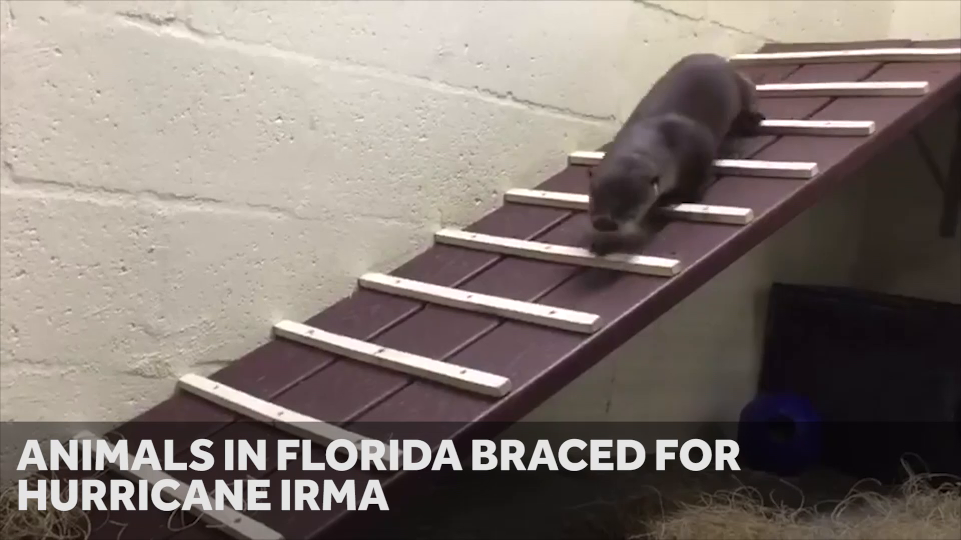 Zoo animals ride out storm as Irma rips through Florida