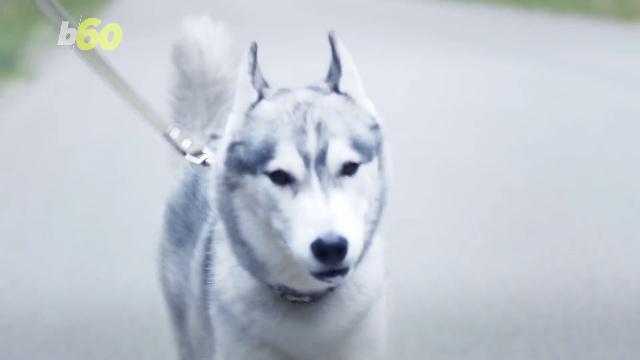 Most people prefer spending time with their furry friends over humans