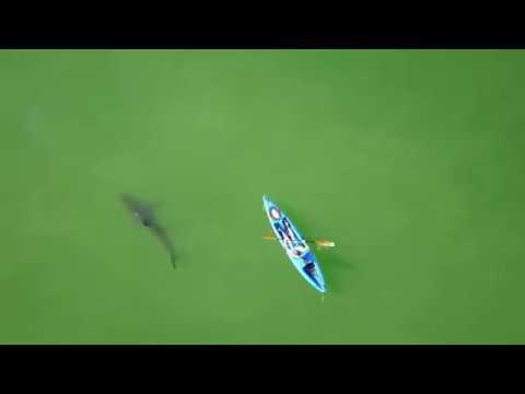 Terrifying: Sharks circle California kayaker