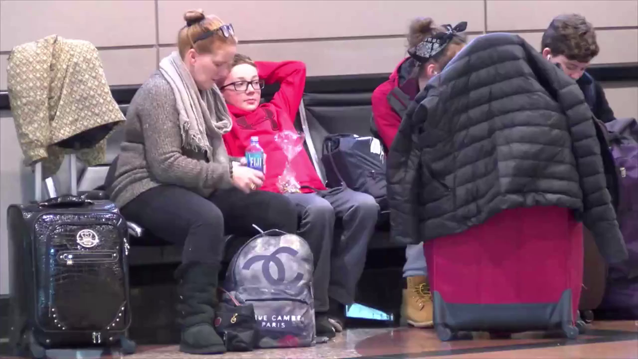 US airport using miniature horses to calm passengers