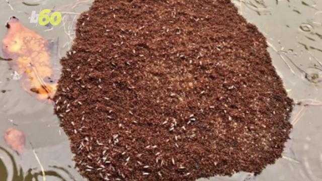 Harvey creates a river of fire ants in Texas