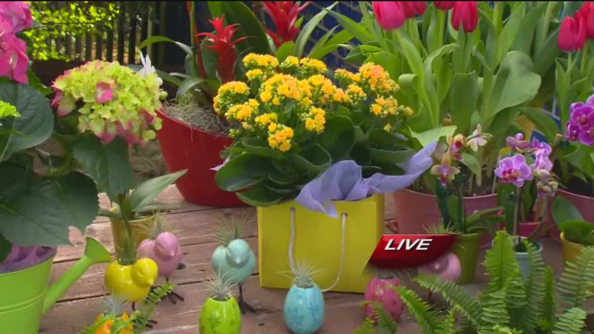 Bell Nursery Shows Off Spring Flowers
