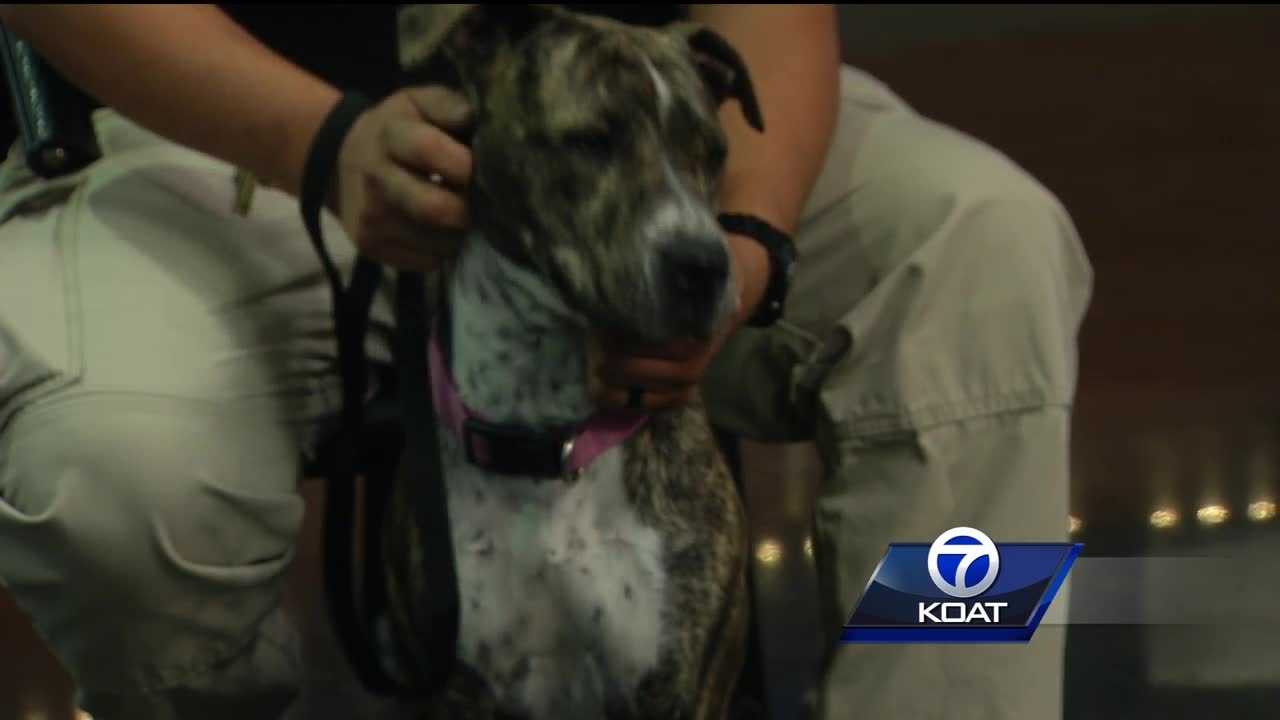 Pet of the week: cutie pie