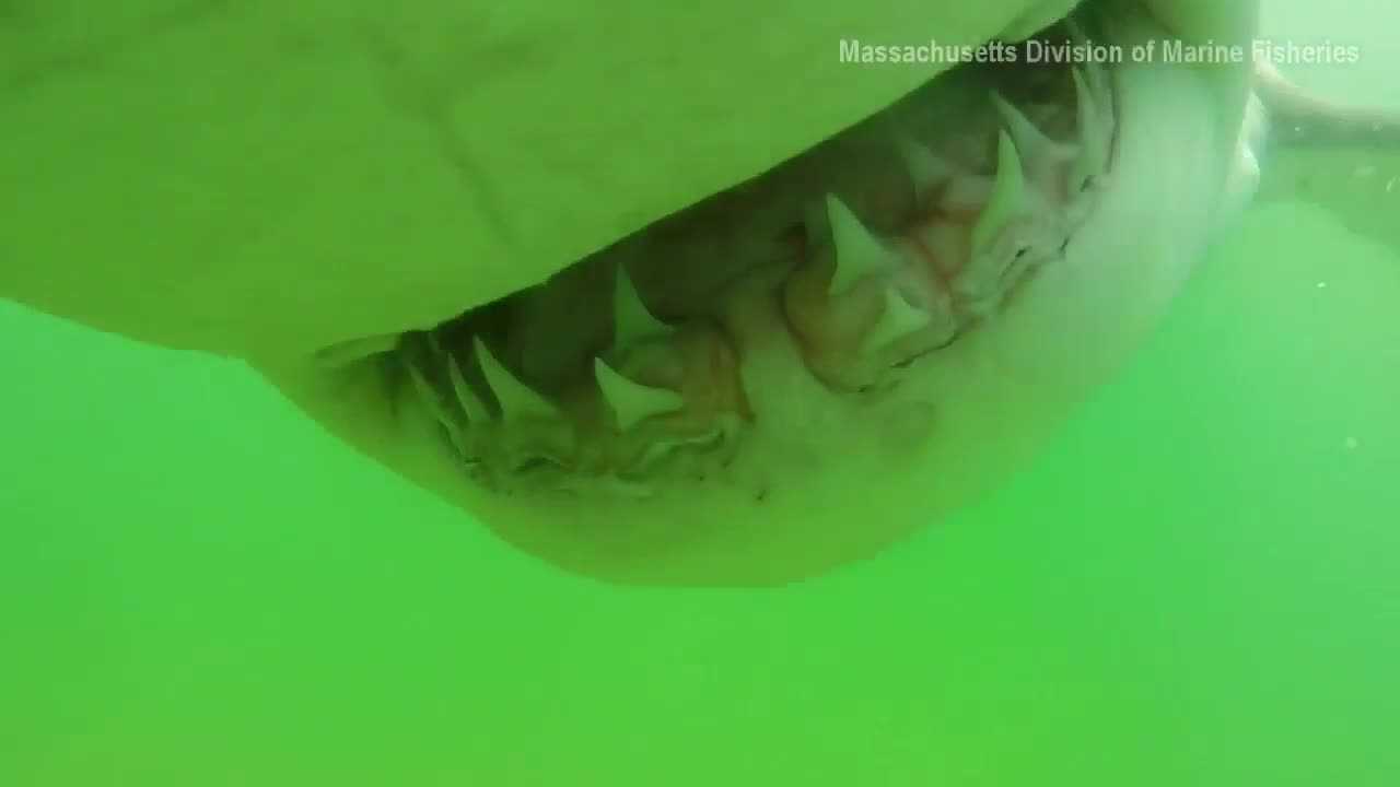 Underwater camera catches close-up shot of a white shark