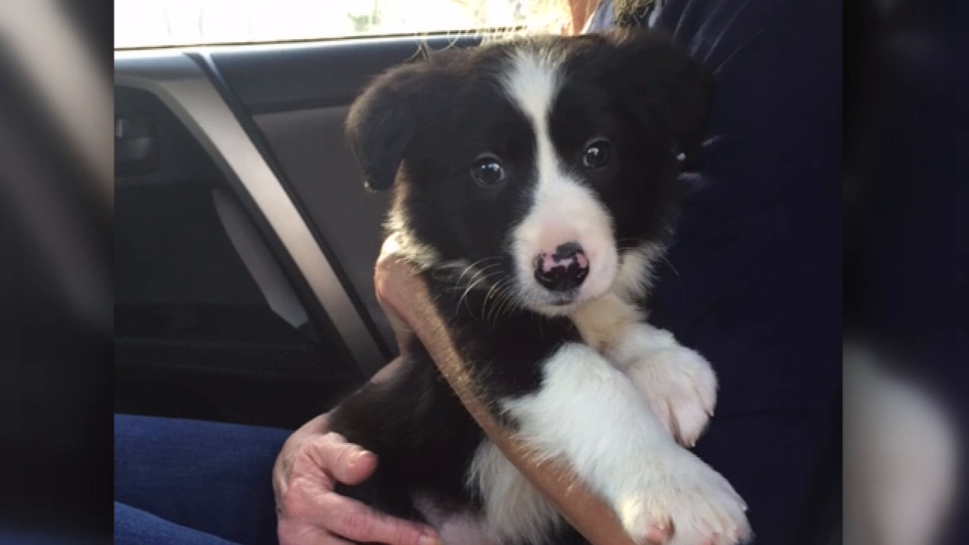 'She died a miserable death' Woman believes dog killed by poisoned food Louisville news