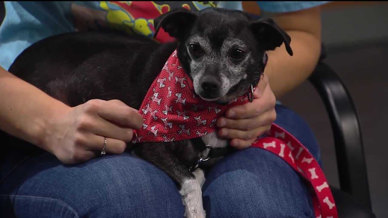 Pet of the week: Mesha