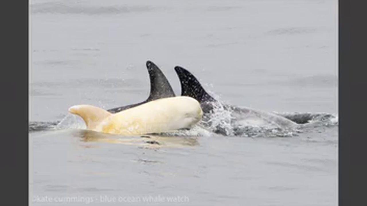 Rare albino dolphin caught on camera