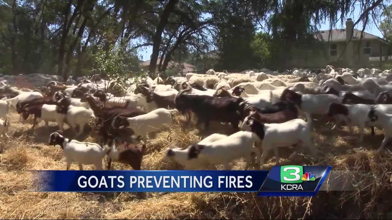 Meet Sac County’s not-so-secret weapon against fires: Goats
