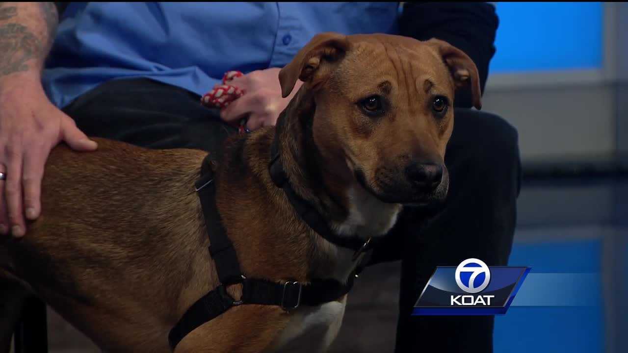 Pet of the week: Lizzy