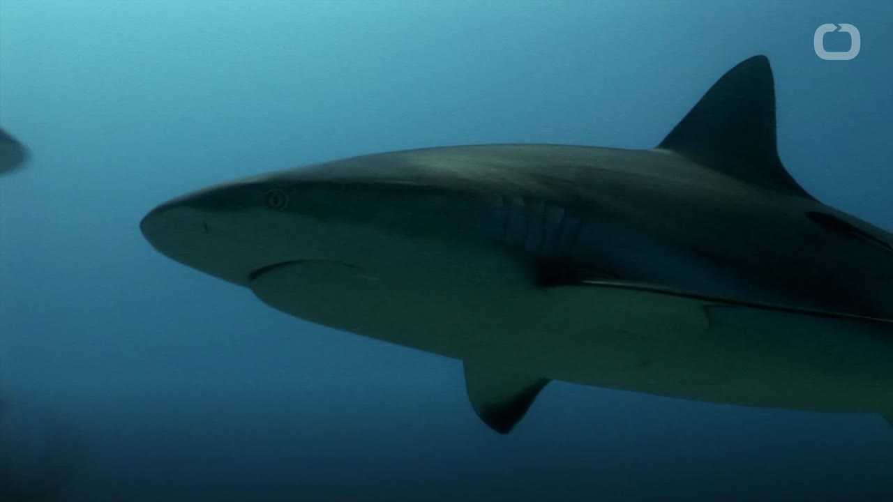 New shark-spotting algorithm aimed at making beaches safer